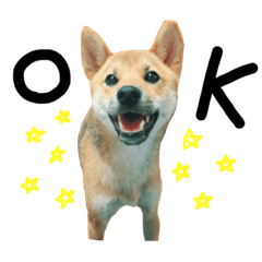 [LINEスタンプ] 柴犬さだはるくん