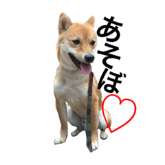 [LINEスタンプ] まめしばトラさん