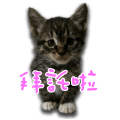 [LINEスタンプ] Cat-Q