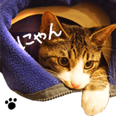 [LINEスタンプ] 今日もまったり♡癒し系ねこの4兄弟