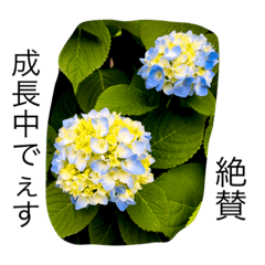 [LINEスタンプ] おしべとめしべ
