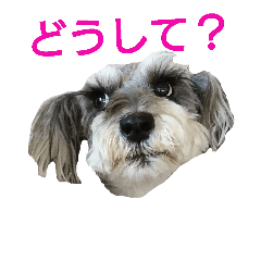 [LINEスタンプ] ヨーキーとシュナの三姉妹犬