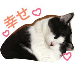 [LINEスタンプ] ネコ三兄弟