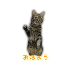 [LINEスタンプ] ねこのはるさん3