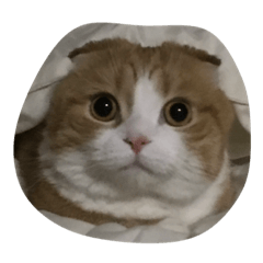 [LINEスタンプ] うちのとらたさん