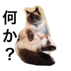 [LINEスタンプ] うちのこスタンプ フィグ編