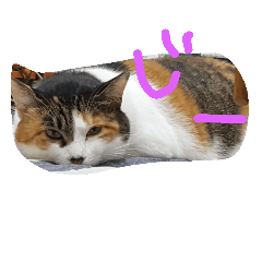 [LINEスタンプ] でぶねこまぐまぐ