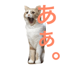 [LINEスタンプ] やすいねこ