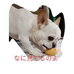 [LINEスタンプ] 愛らしいフレブル、花沢さん