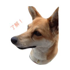 [LINEスタンプ] 雑種のらんちゃん