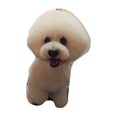 [LINEスタンプ] ビションブリーゼむくちゃん  スタンプ