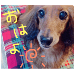 [LINEスタンプ] ぷりんちゃん♡