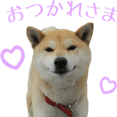 [LINEスタンプ] 柴犬きなこ