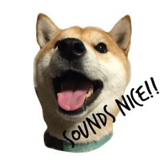 [LINEスタンプ] 柴犬あゆき