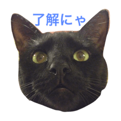 [LINEスタンプ] 黒猫 まいまい