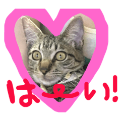 [LINEスタンプ] 上間家の猫たち2