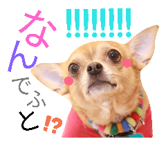 [LINEスタンプ] ブルームの看板ワンコたち