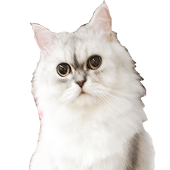 [LINEスタンプ] Bo-Bo Cat