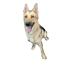 [LINEスタンプ] Toby the Pup