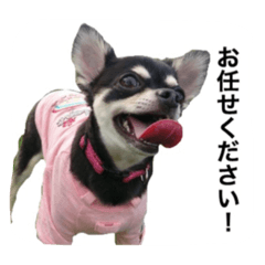 [LINEスタンプ] とめ吉の日常