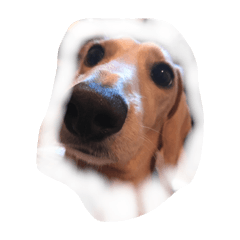 [LINEスタンプ] 愛しのダックスフント