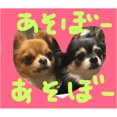 [LINEスタンプ] チワワ ナナゆず