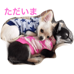 [LINEスタンプ] モモララスタンプ 2