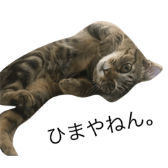 [LINEスタンプ] 関西弁の動物達