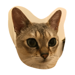 [LINEスタンプ] こまめ猫