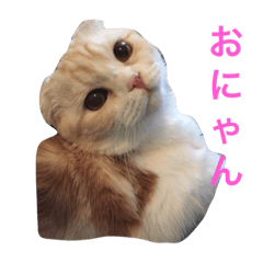 [LINEスタンプ] スコにゃんのかわいいスタンプ
