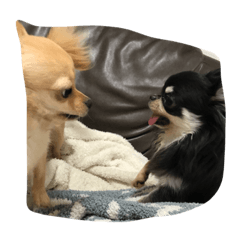 [LINEスタンプ] じゃくてつ