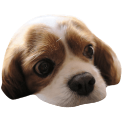 [LINEスタンプ] 変顔キャバリア