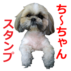 [LINEスタンプ] ”ち～ちゃん”スタンプ