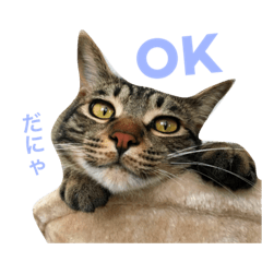[LINEスタンプ] キジトラのエクラン君2
