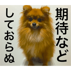 [LINEスタンプ] ポメ金木