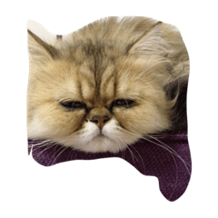 [LINEスタンプ] milk corone cats