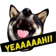 [LINEスタンプ] 柴犬2と仲間達