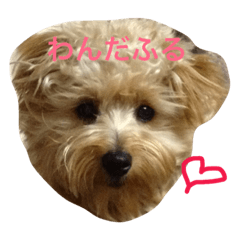 [LINEスタンプ] uchinoinu