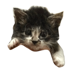 [LINEスタンプ] 仔猫のおこげ