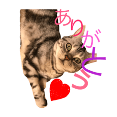 [LINEスタンプ] アメショのめんまさん