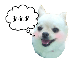 [LINEスタンプ] チワワのふわちゃん