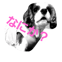 [LINEスタンプ] キャバリアのお言葉