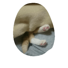 [LINEスタンプ] たびたんの旅
