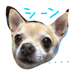 [LINEスタンプ] チワワのキララ from Kyoto その2