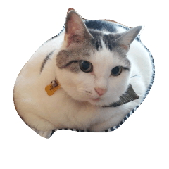 [LINEスタンプ] ふとっちょまるちゃん