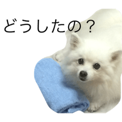 [LINEスタンプ] いぬのき・も・ち