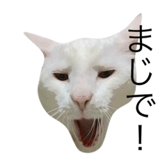 [LINEスタンプ] 大川家のねこ