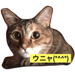 [LINEスタンプ] いろはにウニャ 01