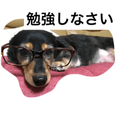 [LINEスタンプ] わんこスタンプ 714