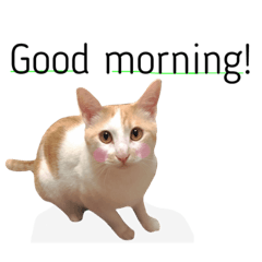 [LINEスタンプ] にゃろです。猫です。